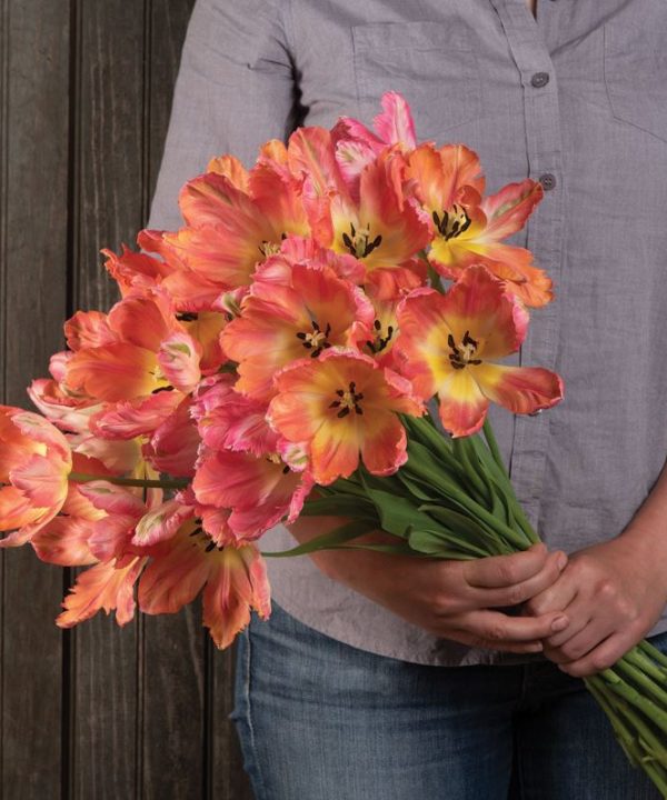 Apricot Parrot - Tulip Bulb
