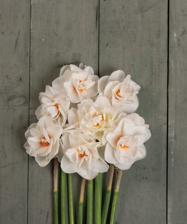Acropolis - Narcissus Bulb