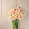 Replete - Narcissus Bulb
