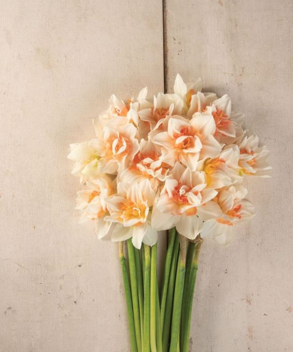 Replete - Narcissus Bulb