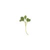 Kale, Bright Green Curly - Microgreen Seed