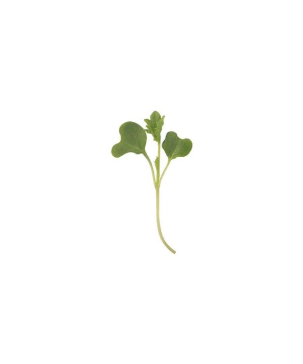 Kale, Bright Green Curly - Microgreen Seed