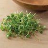 Kale, Bright Green Curly - Organic Microgreen Seed