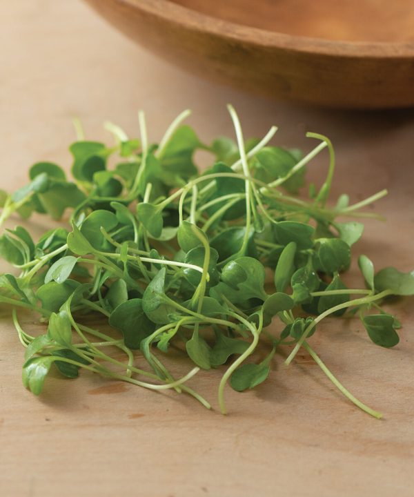 Kale, Bright Green Curly - Organic Microgreen Seed