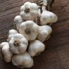 Inchelium Red - Organic Garlic Bulbs