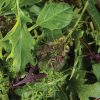 Cheap Frills Mix - Vegetable Seed