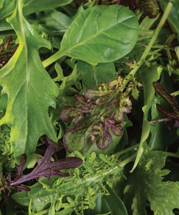 Cheap Frills Mix - Vegetable Seed