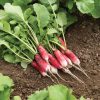 French Breakfast - Radish Seed