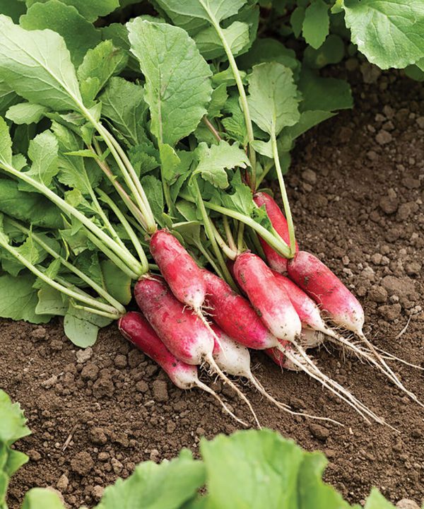 French Breakfast - Organic Radish Seed