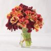 Bloody Mary - Nasturtium Seed