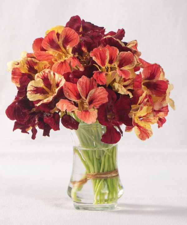 Bloody Mary - Nasturtium Seed