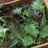 Kalebration - Kale Seed Mix for Baby Kale
