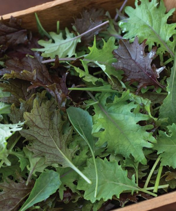 Kalebration - Kale Seed Mix for Baby Kale