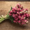 Vintage Brown - Stock Seed