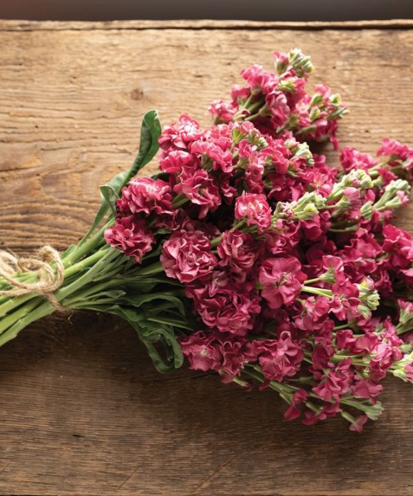 Vintage Brown - Stock Seed