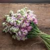 Antique Pink - Stock Seed