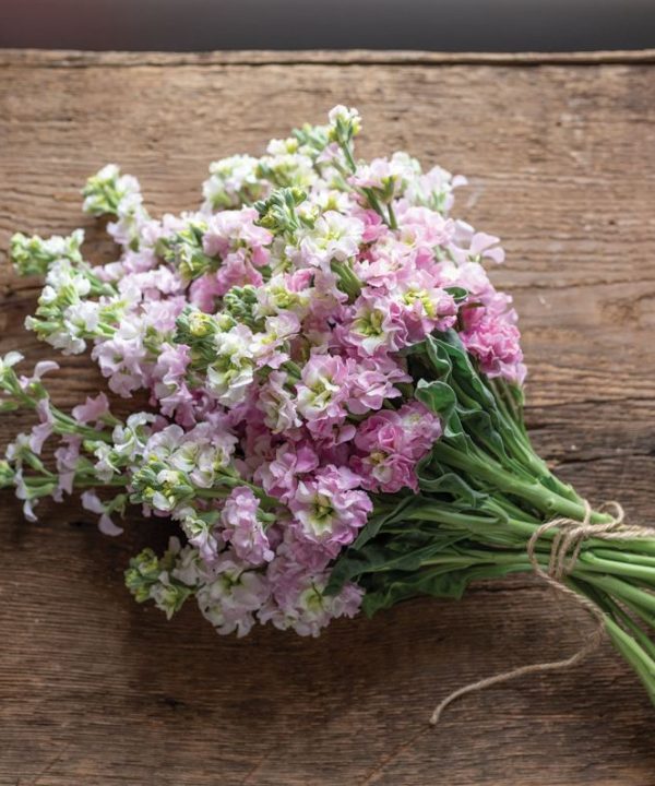 Antique Pink - Stock Seed