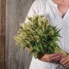 Celway? White - Celosia Seed