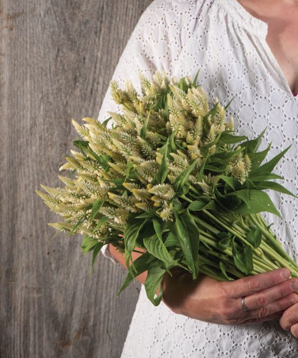 Celway? White - Celosia Seed