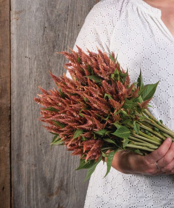 Celway? Terracotta - Celosia Seed