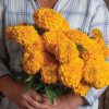 Coco? Gold - (F1) Marigold Seed