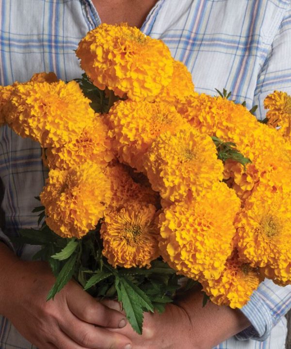 Coco? Gold - (F1) Marigold Seed