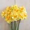 Tahiti - Narcissus Bulb