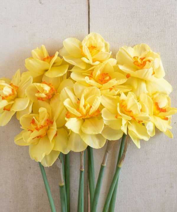 Tahiti - Narcissus Bulb