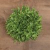 Frisygo - Lettuce Seed