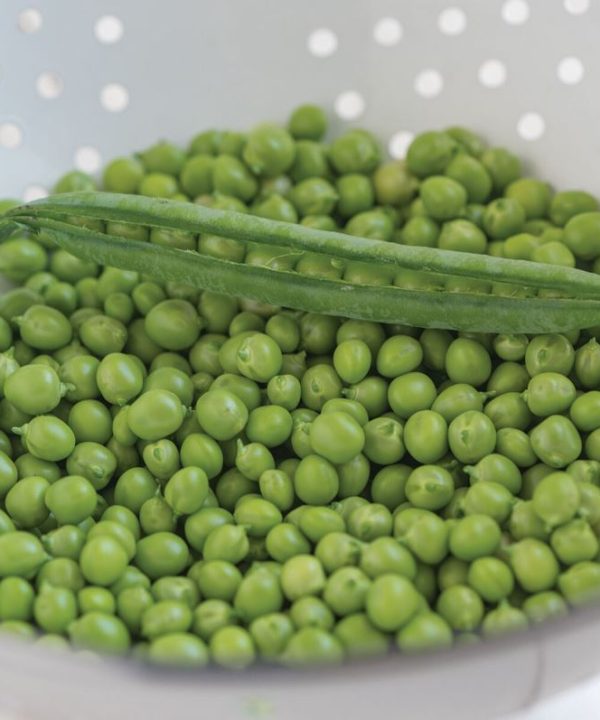PLS 595 - Organic Pea Seed