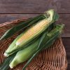 Seminole Sweet XR - (F1) Corn Seed