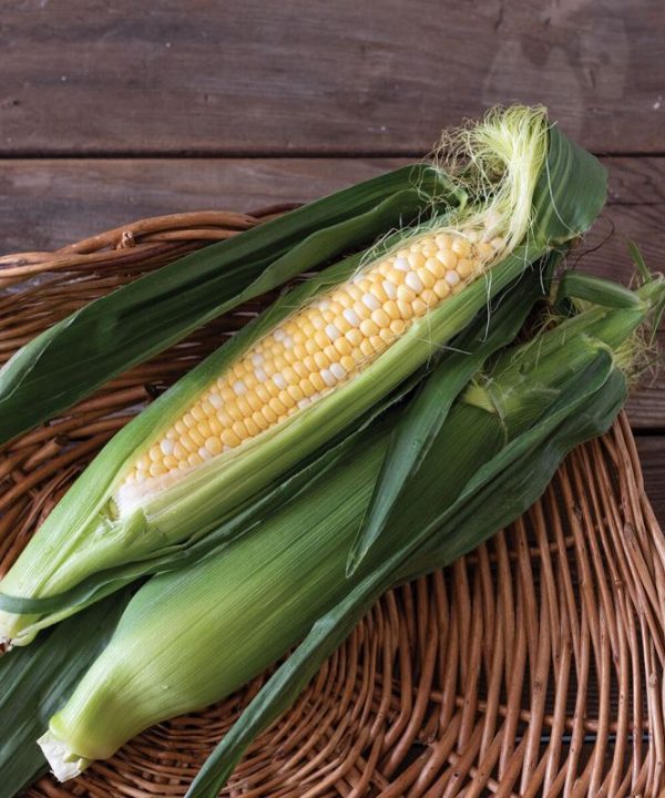Seminole Sweet XR - (F1) Corn Seed