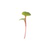 Radish, Red Stem - Microgreen Seed
