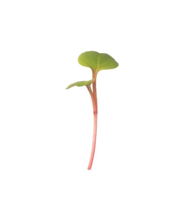 Radish, Red Stem - Microgreen Seed