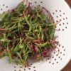 Chard and Beet, Rainbow Sprinkles Mix - Microgreen Seed