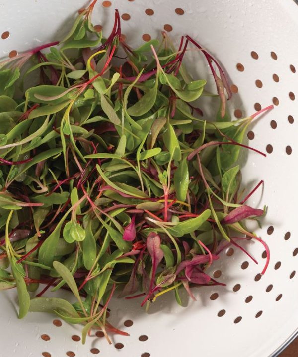 Chard and Beet, Rainbow Sprinkles Mix - Microgreen Seed