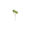 Radish, Purple Stem - Organic Microgreen Seed