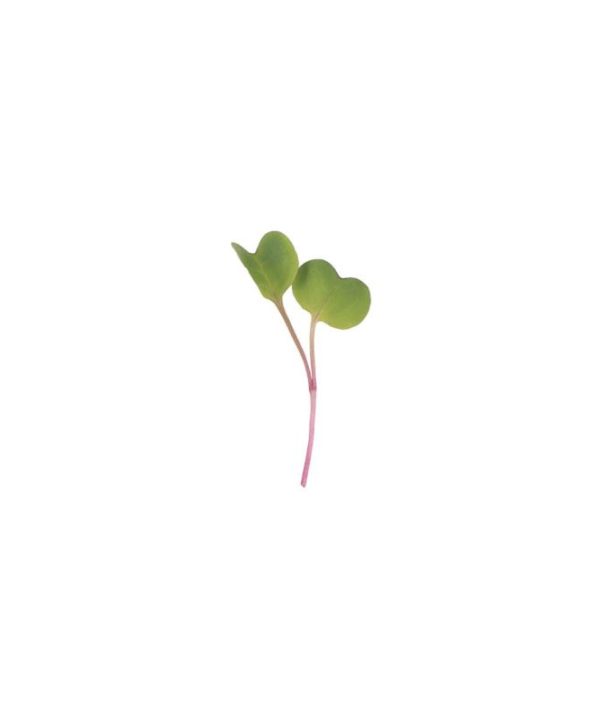 Radish, Purple Stem - Organic Microgreen Seed