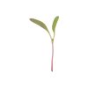Chard, Pink Stem - Organic Microgreen Seed