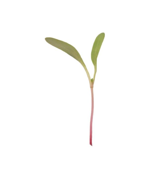 Chard, Pink Stem - Organic Microgreen Seed
