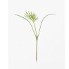 Dill - Organic Microgreen Seed