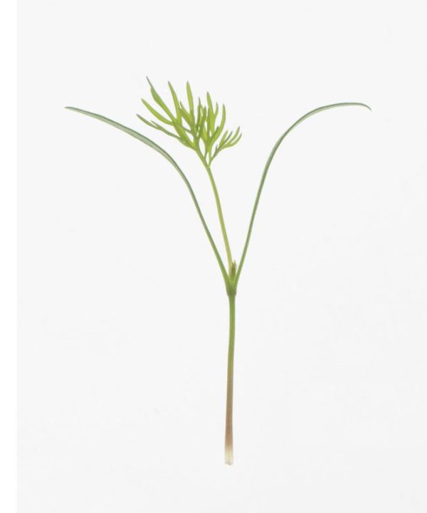 Dill - Organic Microgreen Seed