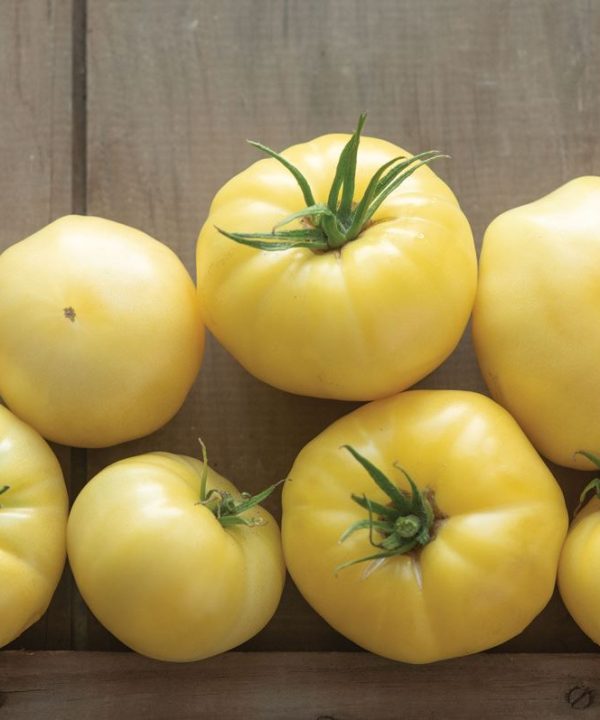 Marvori - (F1) Tomato Seed