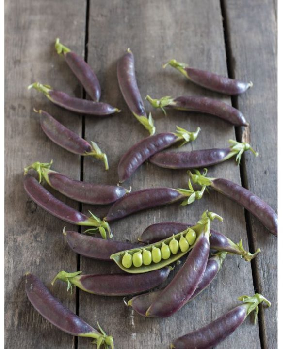 Royal Snap II - Purple Pea Seeds