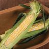 Catalyst XR - (F1) Corn Seed