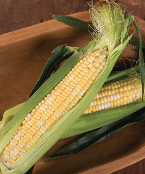 Catalyst XR - (F1) Corn Seed