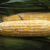 Signature XR - Treated (F1) Corn Seed