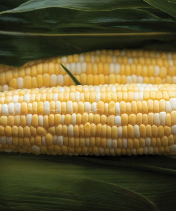 Signature XR - Treated (F1) Corn Seed