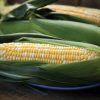 Anthem XR - Treated (F1) Corn Seed