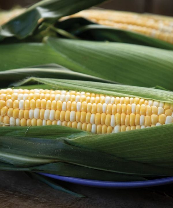 Anthem XR - Treated (F1) Corn Seed